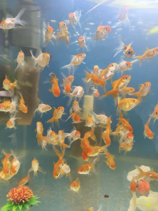 Олтин Баликлар сотилади