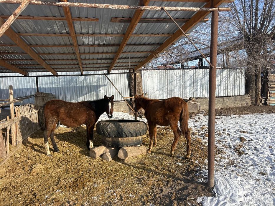 Тайлар сатылады ұрғашы и еркек