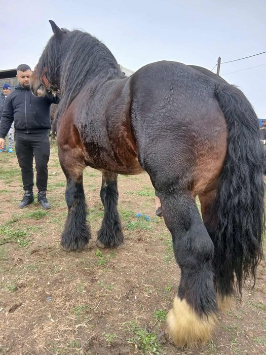 Vand sau monta armasar ardenez 1,80 inaltime