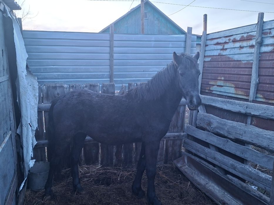 Черный Жеребец 2 года