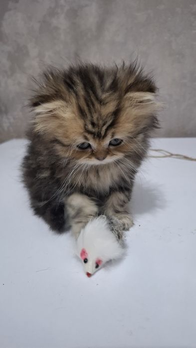 Котенок девочка шотландская