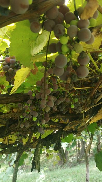 Vând struguri pentru vin