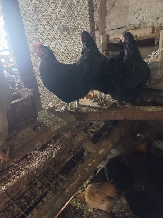 Үй тауықтары сатылады