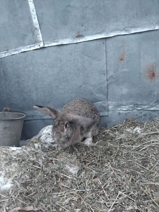 De vânzare iepuri uriaș german