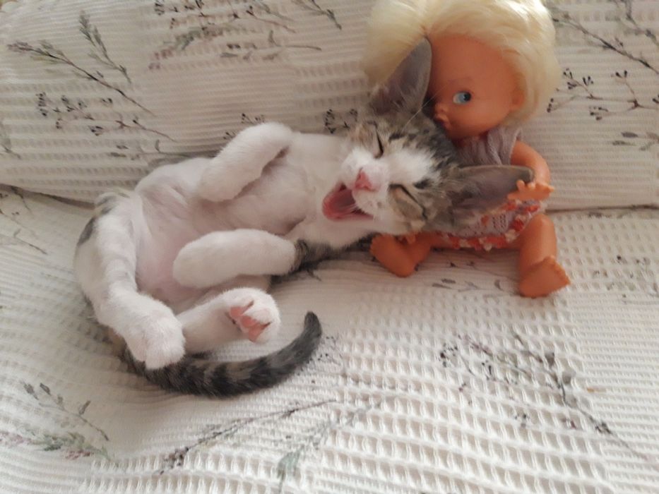 Котята в добрые руки.