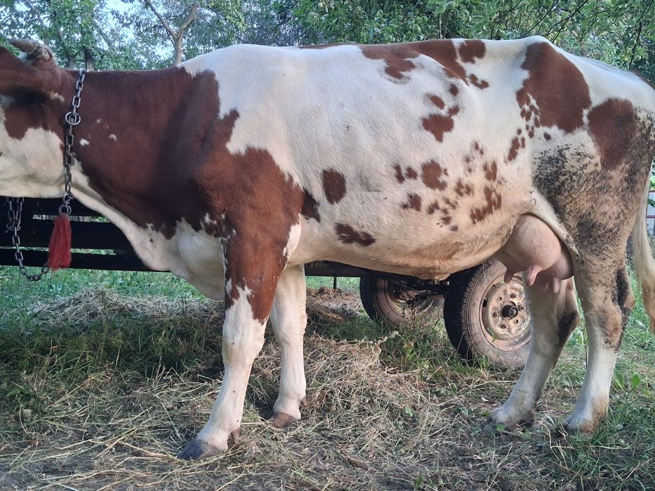 Vaca cu vițel și vaca în 9 luni