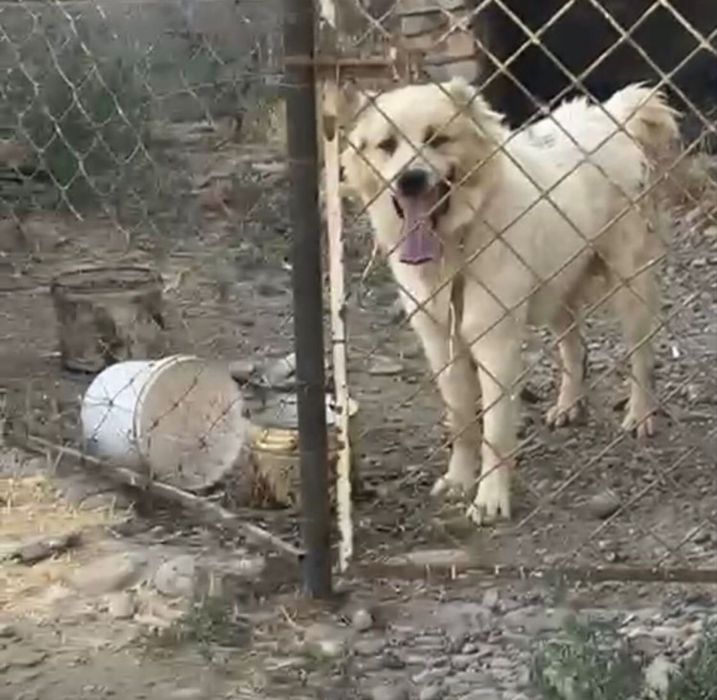 Ит кавказ. Срочно сатылады