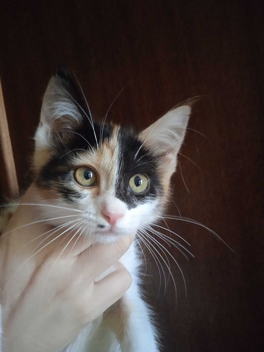 Котёнок Ириска 3 месяца.
