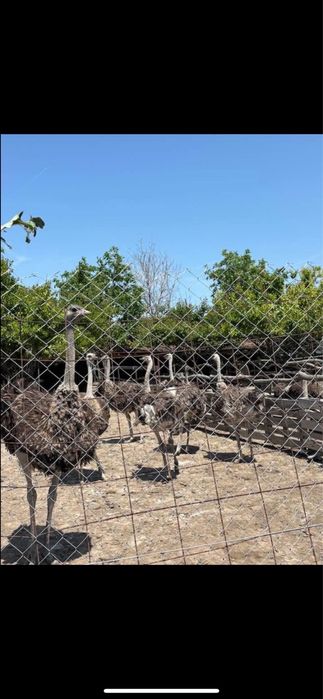 Vand/Schimb  familii de struti