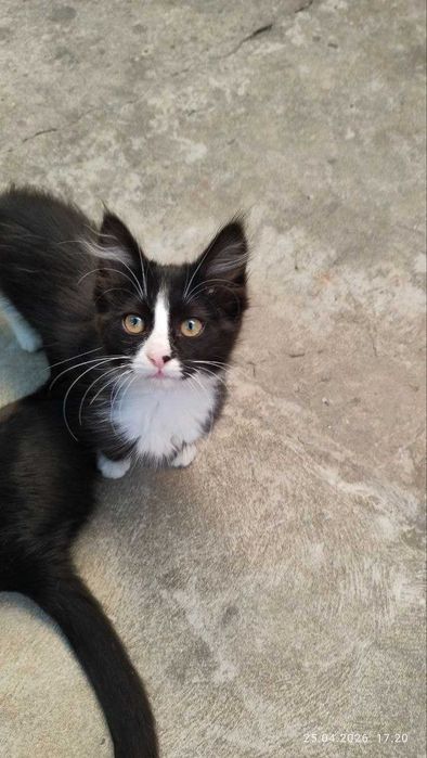 Котята домашние симпатичные