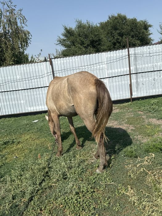 Продаю кобылу!