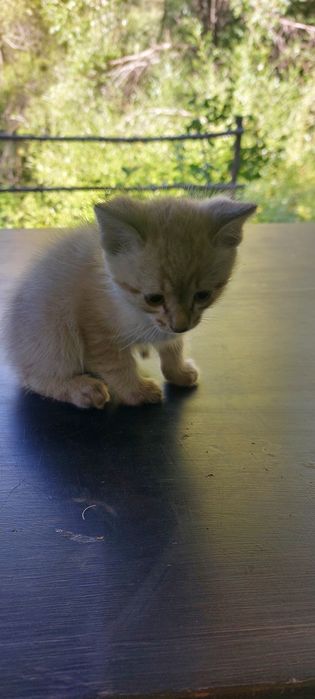 Котята крысоловы