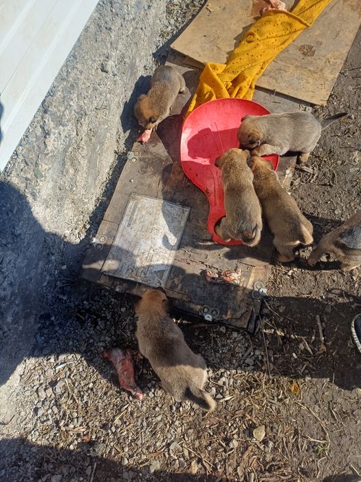 Щенки бельшиский