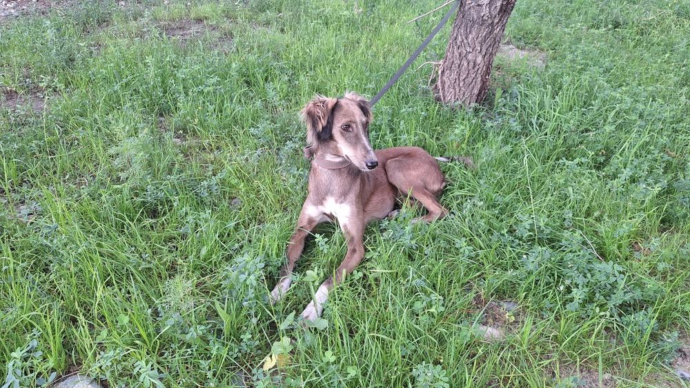 Тазы 1 жасар ұрғашы