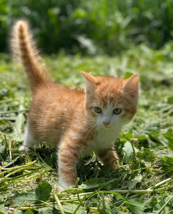 Котёнка в добрые руки