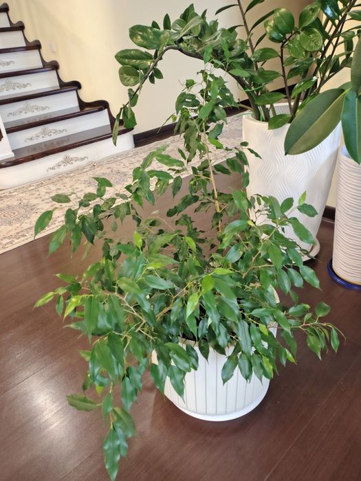 Продам Бенджамина,фикус
