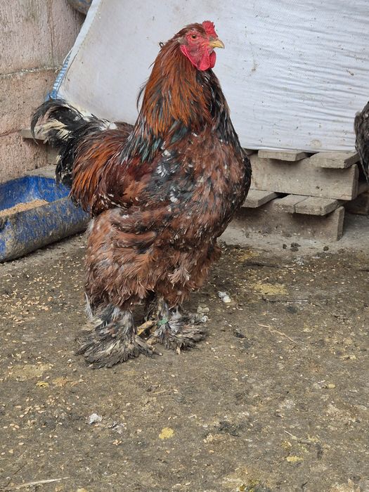 Cocos brahma portelan