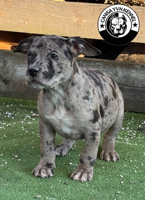 Femela amstaff blue merle