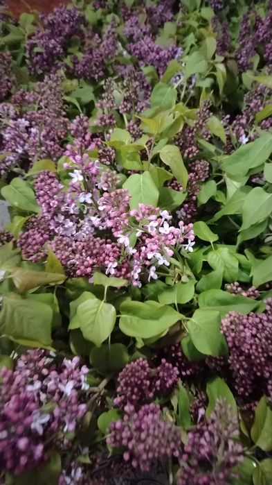 Сирень букет по 3000