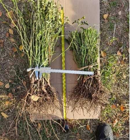 Производство на разсад Шипка сорт "Пловдив-1"