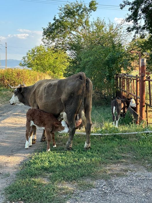 Vând vaci bune de lapte