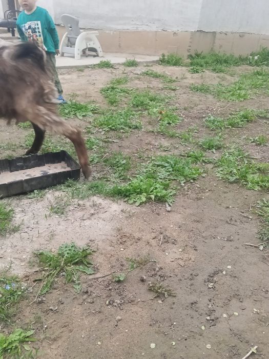 Коза молодая первоокотка