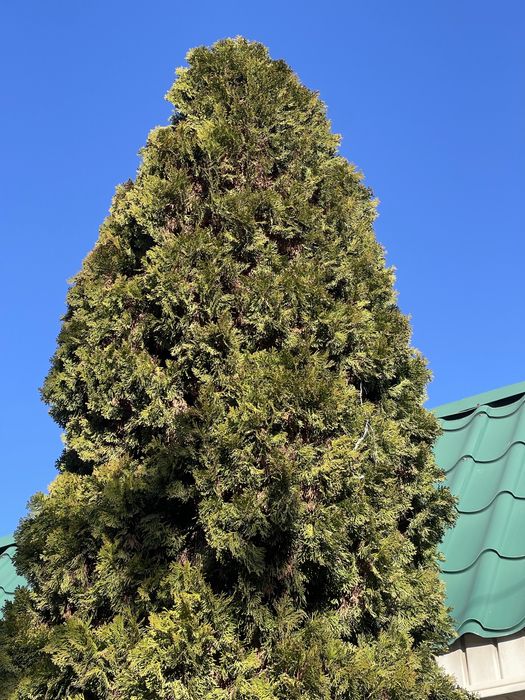 Зеленые хвойные деревья - Туи