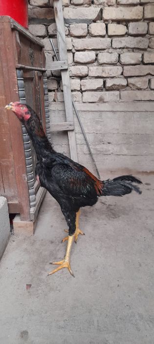 Dakan joʻja xoʻroz