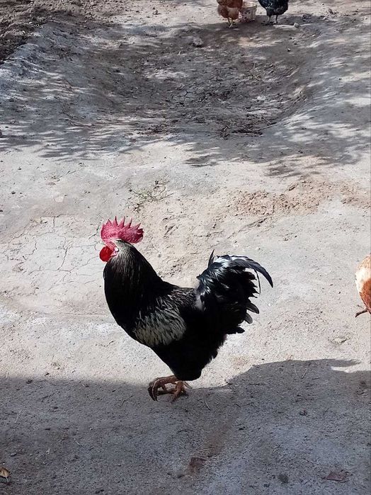Qoraz tawiq satiladi