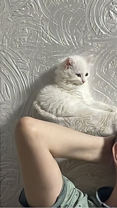 Котенок бесплатно