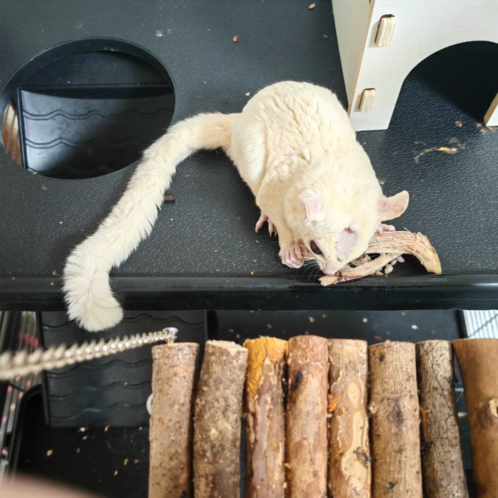 Летяща захарна катерица бяла