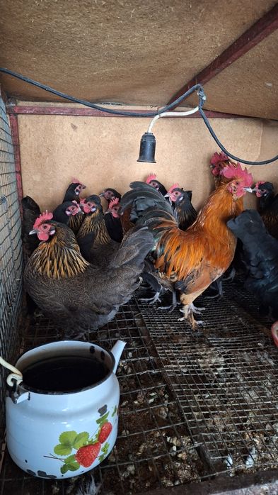 Карликовый куры БЕНТАМКИ