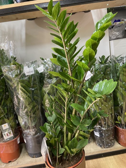 Долларовое дерево