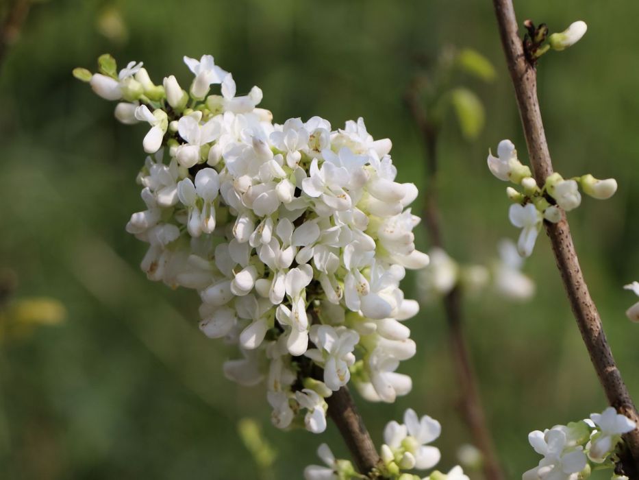 Cercis Shirobana