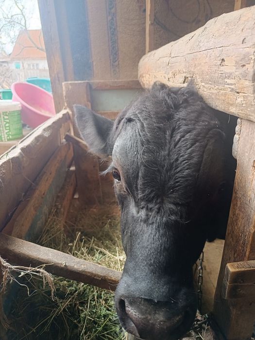 Продаеться Ангус на племя