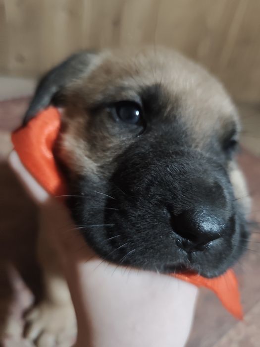 Щенки две девочки и два мальчика