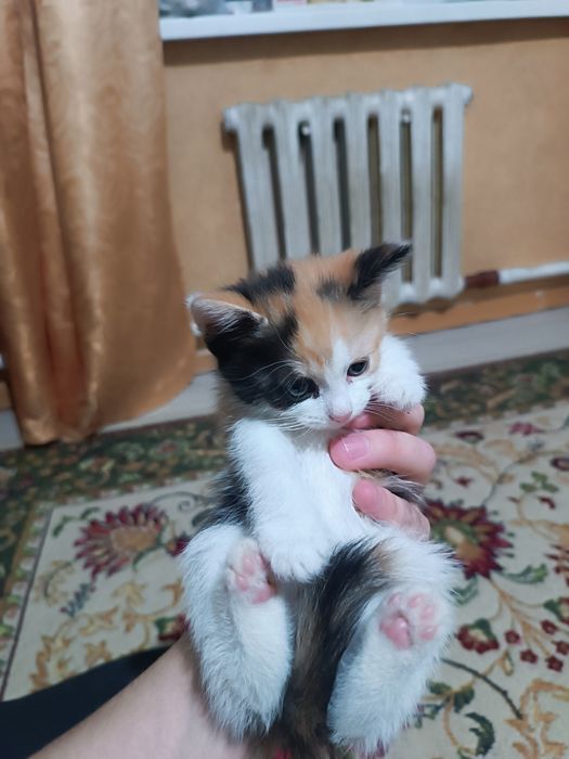 Котята отдаю в добрые руки