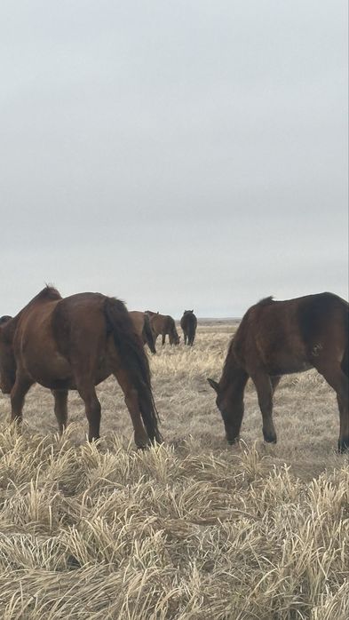 Продам бие с жеребенком