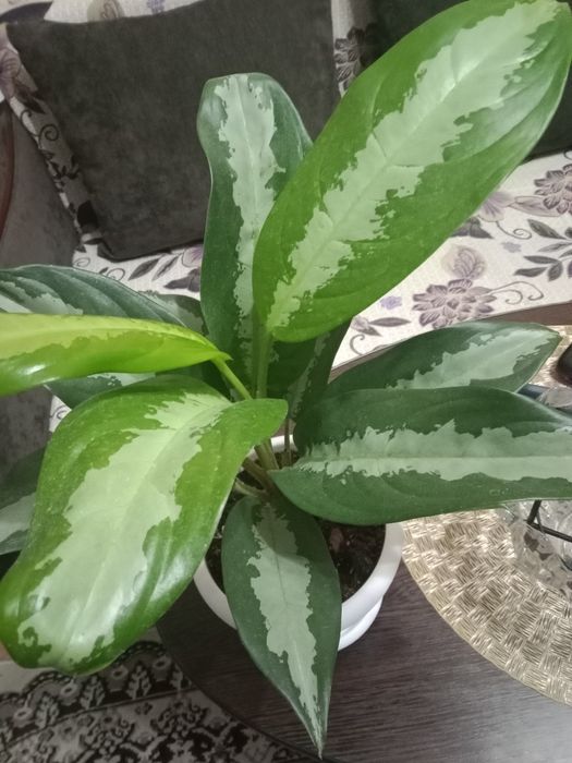 Аглаонема продам