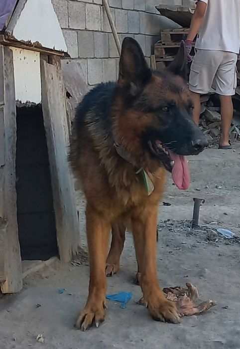 Вязка   овчарка  ..