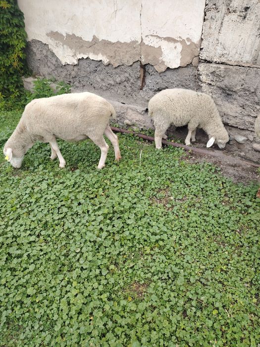 Продам матку с ягнёнком