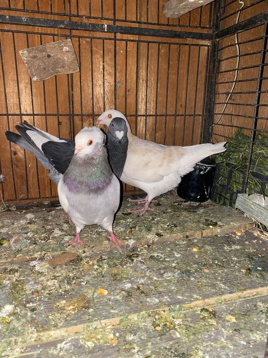 vand porumbei diverse rase