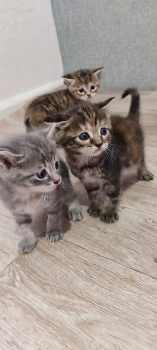 Продам котят. Две девочки и два мальчика
