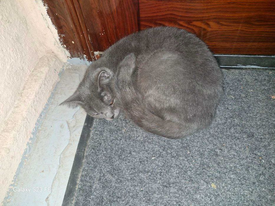 Mushuk sotiladi russkaya golubaya zotli.