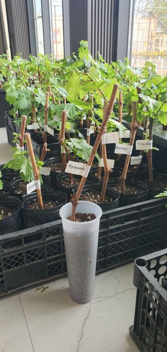 Саженцы винограда!