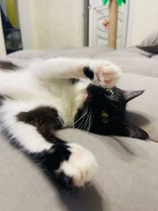 Котёнок в добрые ручки