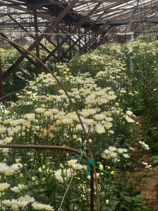 Хризантема ветка Бакарди/xrizantema vetka bakardi