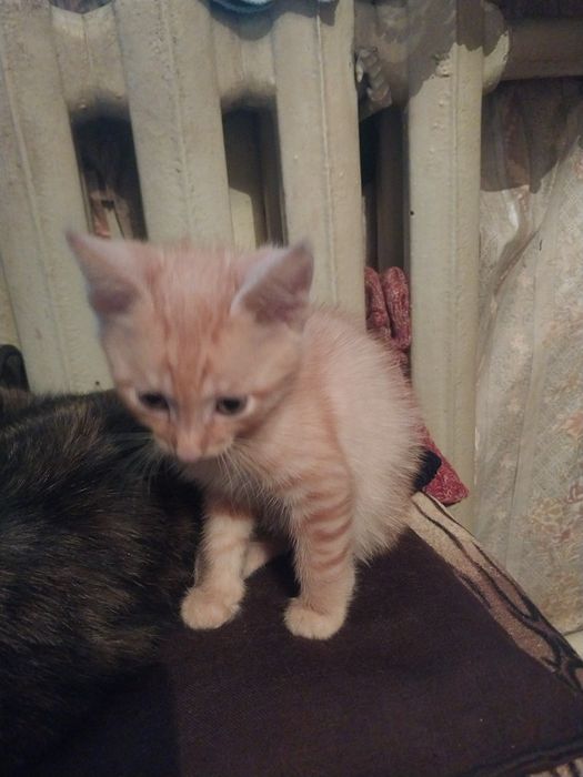 Котята очаровашки ищут себе хозяина