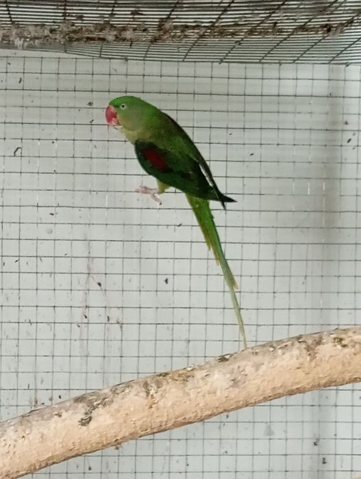 Papagal marele Alexandru