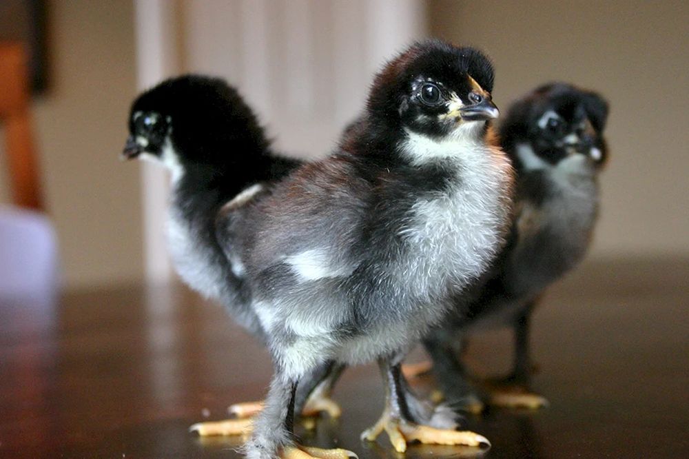 Элита маран жўжалари сотилади!